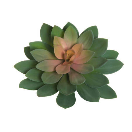 ECHEVERIA GIANT  3COLORI 32CM