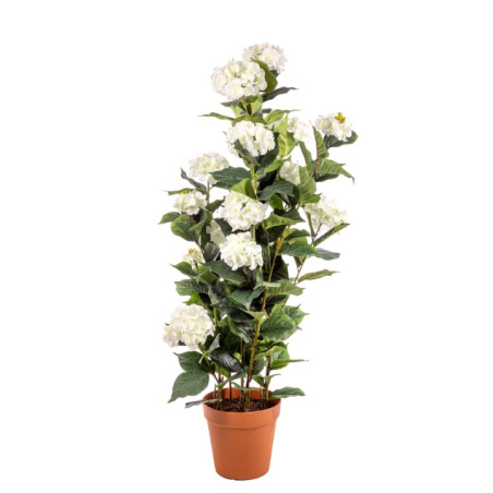 PIANTE ORTENSIE  WHITE CON VASO