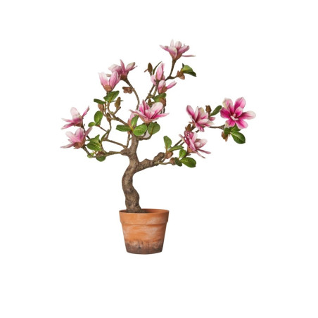 BONSAI MAGNOLIA CM 65