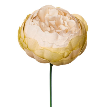 PICK PEONIA  CREMA