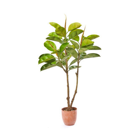 PIANTA FICUS PANDORATO