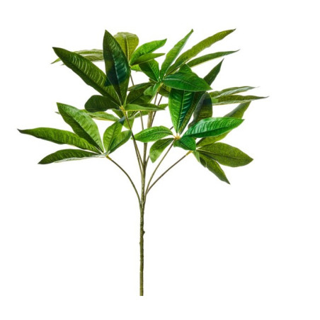 ARALIA X 9 CM 50