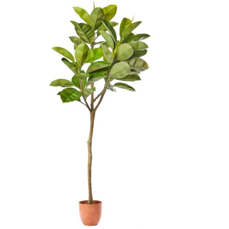 PIANTA FICUS PANDORATO X56 CM150