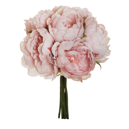 BUSH PEONY X6 OLD PINK 29CM