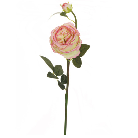 CHINENSIS GARDEN ROSE SPRAY  GREEN X2