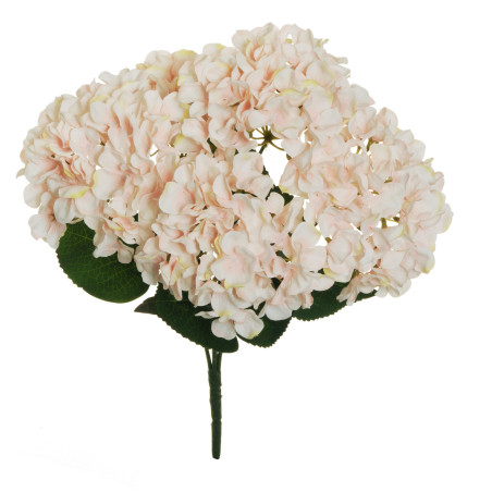 BUSH HYDRANGEA X5 LIGHT SALMON