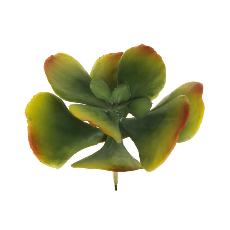 CRASSULA OVATA D15 GREEN YELLOW BROWN