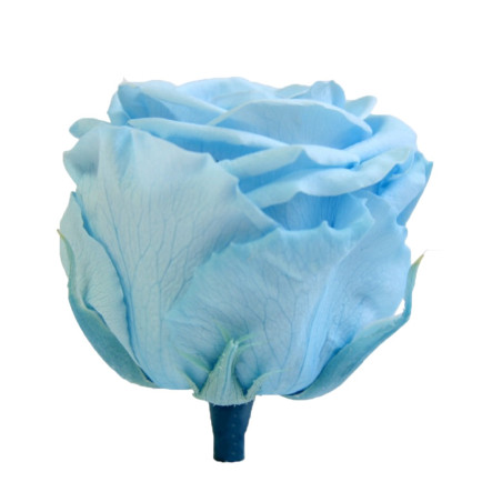 ROSA STANDARD BOX 6 LIGHT BLUE