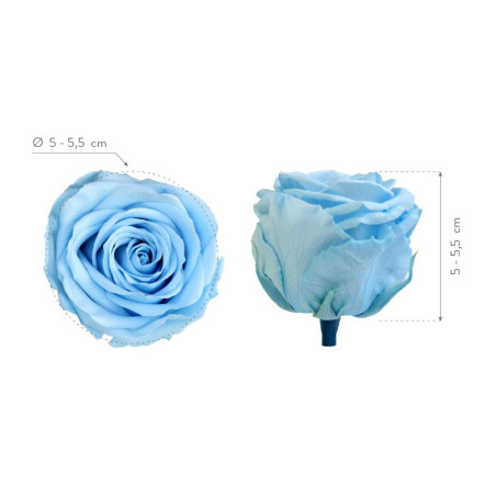 ROSA STANDARD BOX 6 LIGHT BLUE