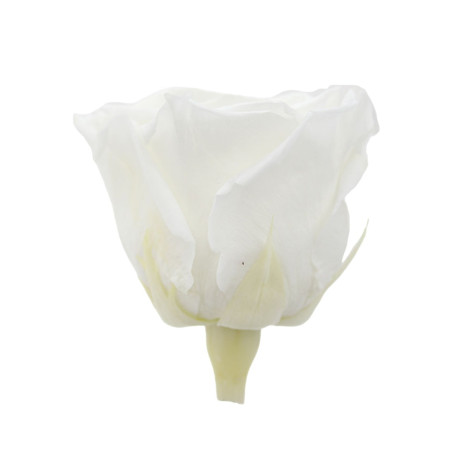 ROSA QUEEN WHITE BOX 5