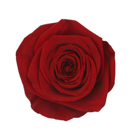 ROSA QUEEN BOX 5 RED