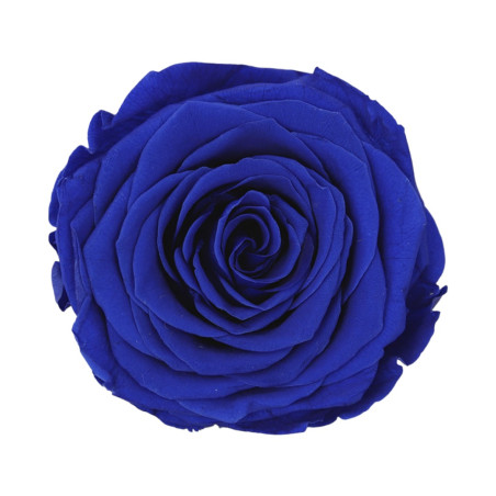 ROSA QUEEN DARK BLUE 5 BOX