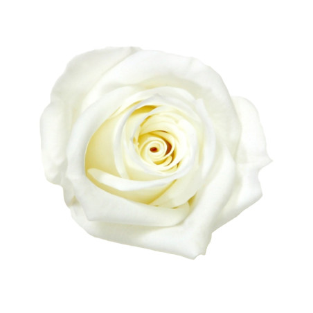 ROSA MINI WHITE 12 BOX