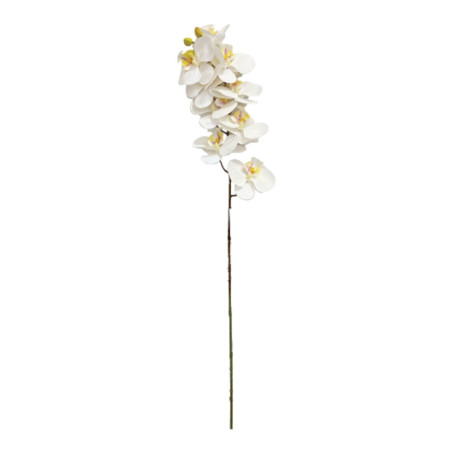 PHALAENOPSIS X9 3D WHITE