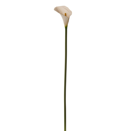 CALLA SINGOLA WHITE