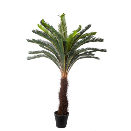 PIANTA CYCAS 40FOGLIE H190