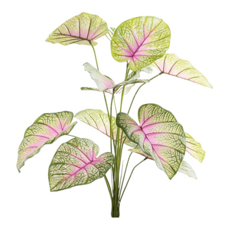 MAZZO CALADIUM X12 CM60 PINK