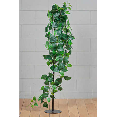 POTHOS CADENTE X219 GREEN