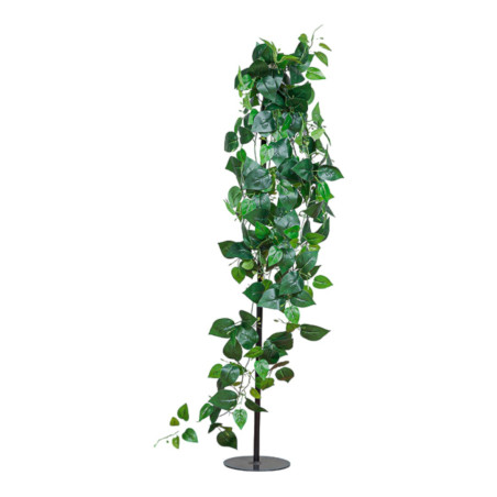 POTHOS CADENTE X219 GREEN