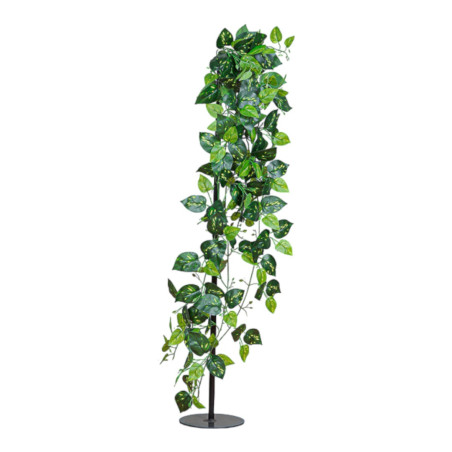 POTHOS CADENTE GREEN