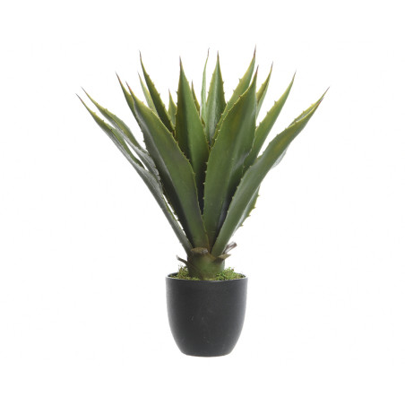 AGAVE GREEN IN VASO H55