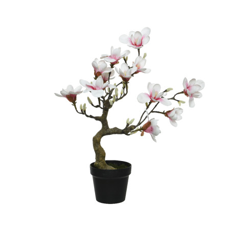 MAGNOLIA IN VASO