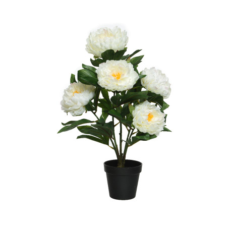 PIANTA PEONIE WHITE H57