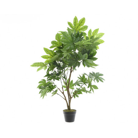 ARALIA IN VASO